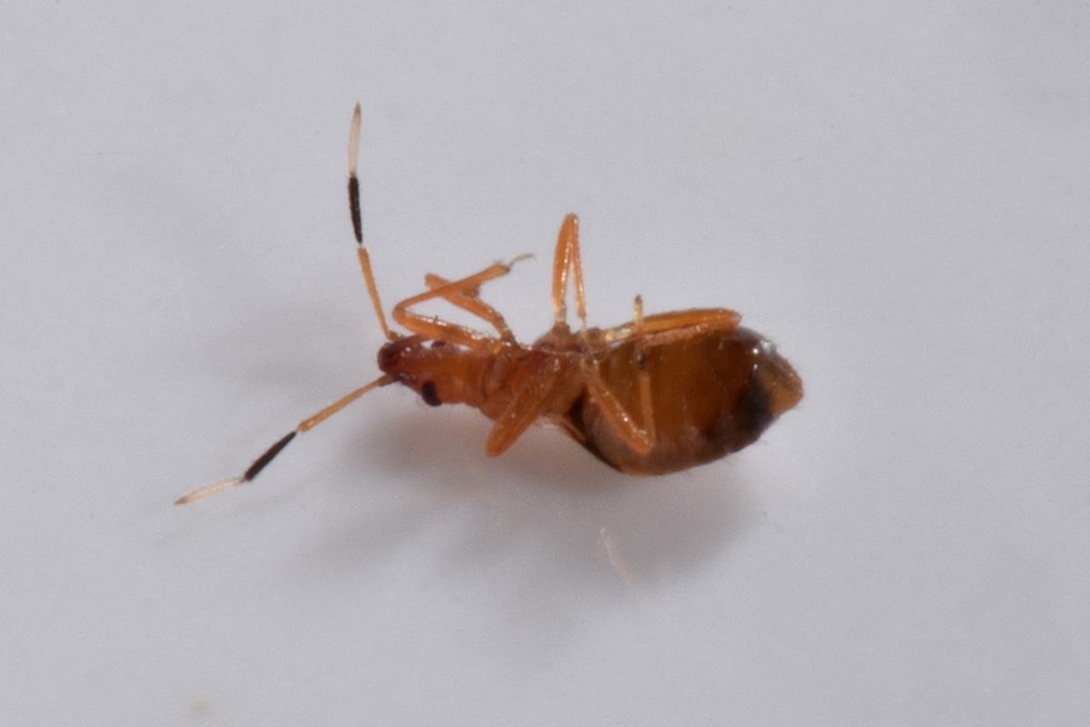 Microphysidae: Loricula bipunctata